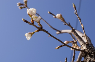 soku_25249.jpg :: 桜 植物 