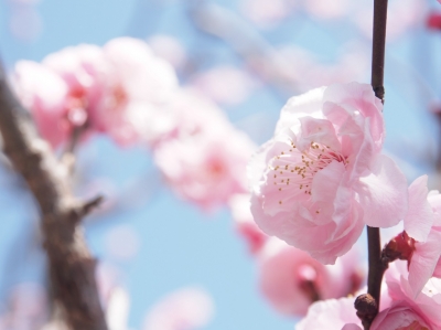 soku_25351.jpg :: 植物 花 桜 サクラ 