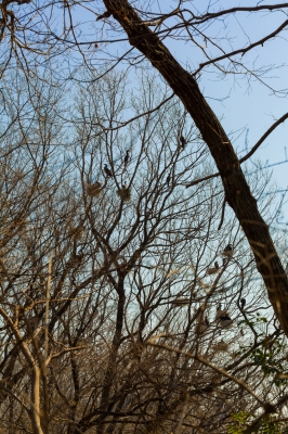 soku_25383.jpg :: 動物 鳥 野鳥 自然の鳥 
