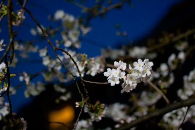 soku_25398.jpg :: 植物 花 桜 サクラ 