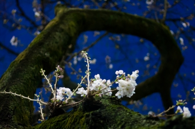 soku_25399.jpg :: 植物 花 桜 サクラ 