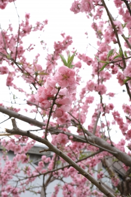 soku_25413.jpg :: 植物 花 桜 サクラ 