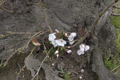 soku_25414.jpg :: 植物 花 桜 サクラ 