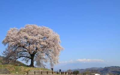 soku_25440.jpg :: 植物 花 桜 サクラ 風景 自然 山 
