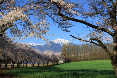 soku_25442.jpg :: 植物 花 桜 サクラ 風景 自然 山 