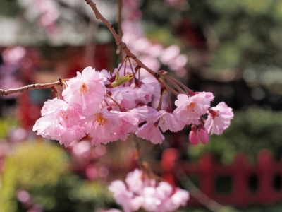 soku_25448.jpg :: 植物 花 桜 サクラ 