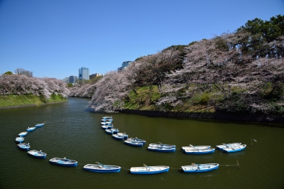 soku_25451.jpg :: 千鳥ヶ淵 桜 池 ボート 