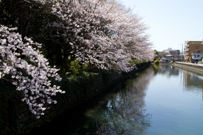 soku_25460.jpg :: 植物 花 桜 サクラ 