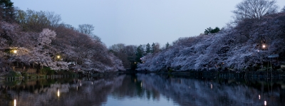 soku_25468.jpg :: 井の頭公園 池 桜 夕暮れ パノラマ (^.^) 