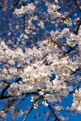 soku_25473.jpg :: 植物 花 桜 サクラ 