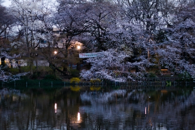 soku_25491.jpg :: 井の頭公園 植物 花 桜 サクラ 