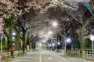soku_25493.jpg :: 植物 花 桜 サクラ 夜桜 