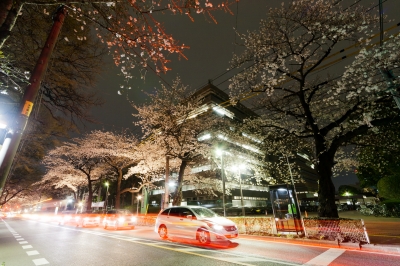 soku_25495.jpg :: 植物 花 桜 サクラ 夜桜 