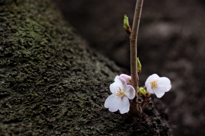soku_25509.jpg :: 植物 花 桜 サクラ 