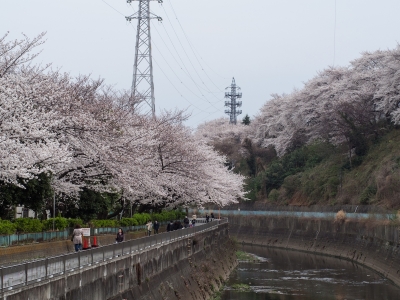 soku_25539.jpg :: 植物 花 桜 サクラ 