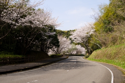 soku_25542.jpg :: 植物 花 桜 サクラ 