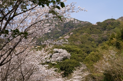 soku_25544.jpg :: 植物 花 桜 サクラ 