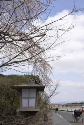 soku_25545.jpg :: 植物 花 桜 サクラ 風景 京都 嵐山 渡月橋 