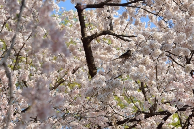 soku_25554.jpg :: 桜 