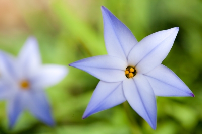 soku_25583.jpg :: 植物 花 青い花 