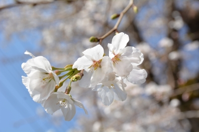 soku_25585.jpg :: 植物,桜,sakura 