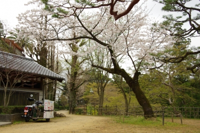 soku_25599.jpg :: 植物 桜 ソメイヨシノ オートバイ ベンリィ ホンダ 高知城公園 