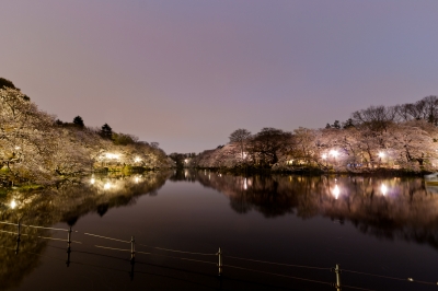 soku_25600.jpg :: 井の頭公園 植物 花 桜 サクラ 薄暮 夜明け前 