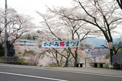 soku_25604.jpg :: 植物 花 桜 サクラ 