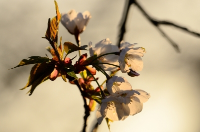 soku_25618.jpg :: 植物 花 桜 サクラ 逆光 