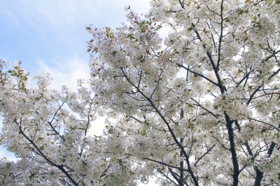 soku_25622.jpg :: 植物 花 桜 サクラ 
