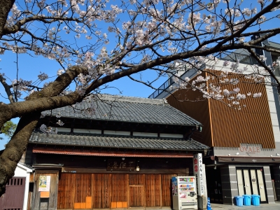 soku_25629.jpg :: 植物 花 桜 植物 鎌倉 
