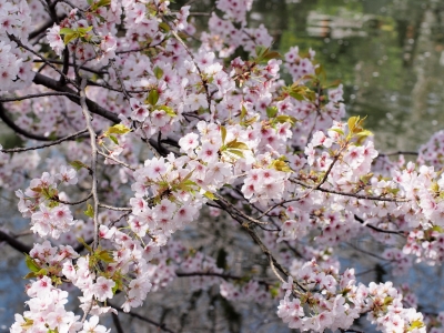soku_25634.jpg :: 植物 花 桜 サクラ 