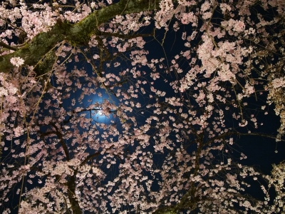 soku_25635.jpg :: 植物 花 桜 サクラ 夜桜 月 