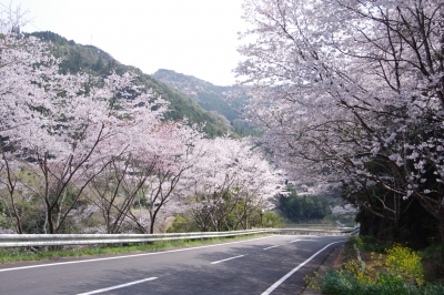 soku_25637.jpg :: 植物 桜 ソメイヨシノ 
