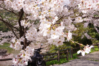 soku_25640.jpg :: 植物 桜 ソメイヨシノ 乗り物 オートバイ バイク 