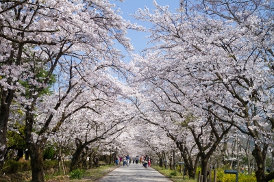 soku_25645.jpg :: 植物 花 桜 サクラ 