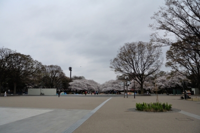 soku_25647.jpg :: 風景 公園 上野 