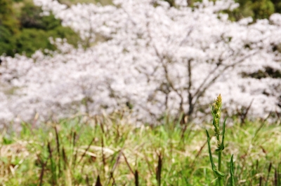 soku_25651.jpg :: 植物 桜 雑草? つぼみ 