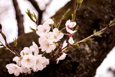 soku_25656.jpg :: 植物 花 桜 サクラ 