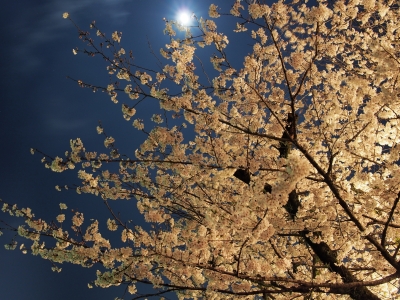 soku_25672.jpg :: 植物 花 桜 サクラ 夜桜 