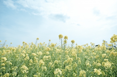 soku_25695.jpg :: 菜の花 植物 花 風景 