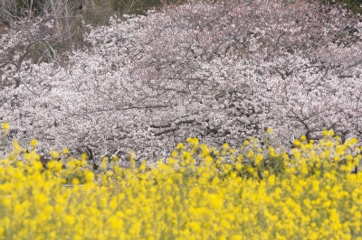 soku_25697.jpg :: 風景 自然 植物 花 桜 菜の花 
