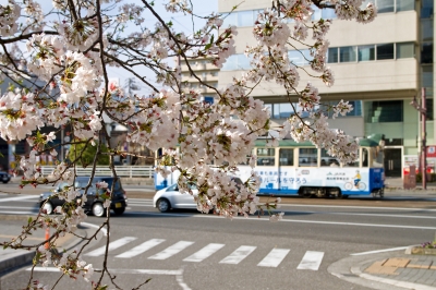 soku_25699.jpg :: 植物 花 桜 サクラ 