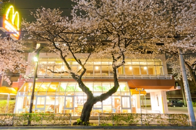 soku_25703.jpg :: 植物 花 桜 サクラ 夜桜 夜景 