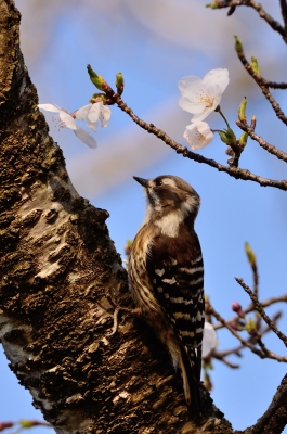 soku_25708.jpg :: 動物 鳥 野山の鳥 コゲラ 植物 花 桜 サクラ 