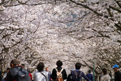 soku_25726.jpg :: 植物 花 桜 サクラ 