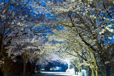 soku_25755.jpg :: 植物 花 桜 サクラ 夜桜 