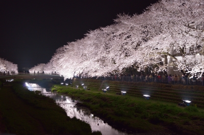 soku_25779.jpg :: 夜桜 ライトアップ 満開 