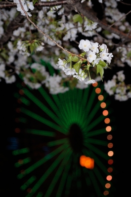 soku_25781.jpg :: 植物 花 桜 サクラ 