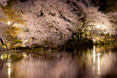 soku_25788.jpg :: 植物 花 桜 サクラ 夜桜 井の頭公園 